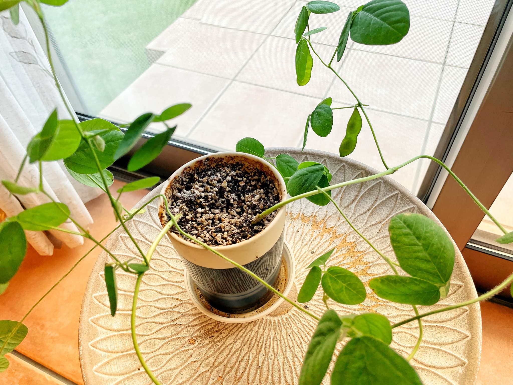 横山 - 枝豆を植えてから1ヶ月が過ぎました。 小さい実がいくつか確認 