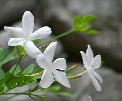 සමස්ත ලංකා මල් වගාකරුවන්ගේ එකමුතුව☘️🌼 | හොදින් වැඩුණු saman pichcha ...