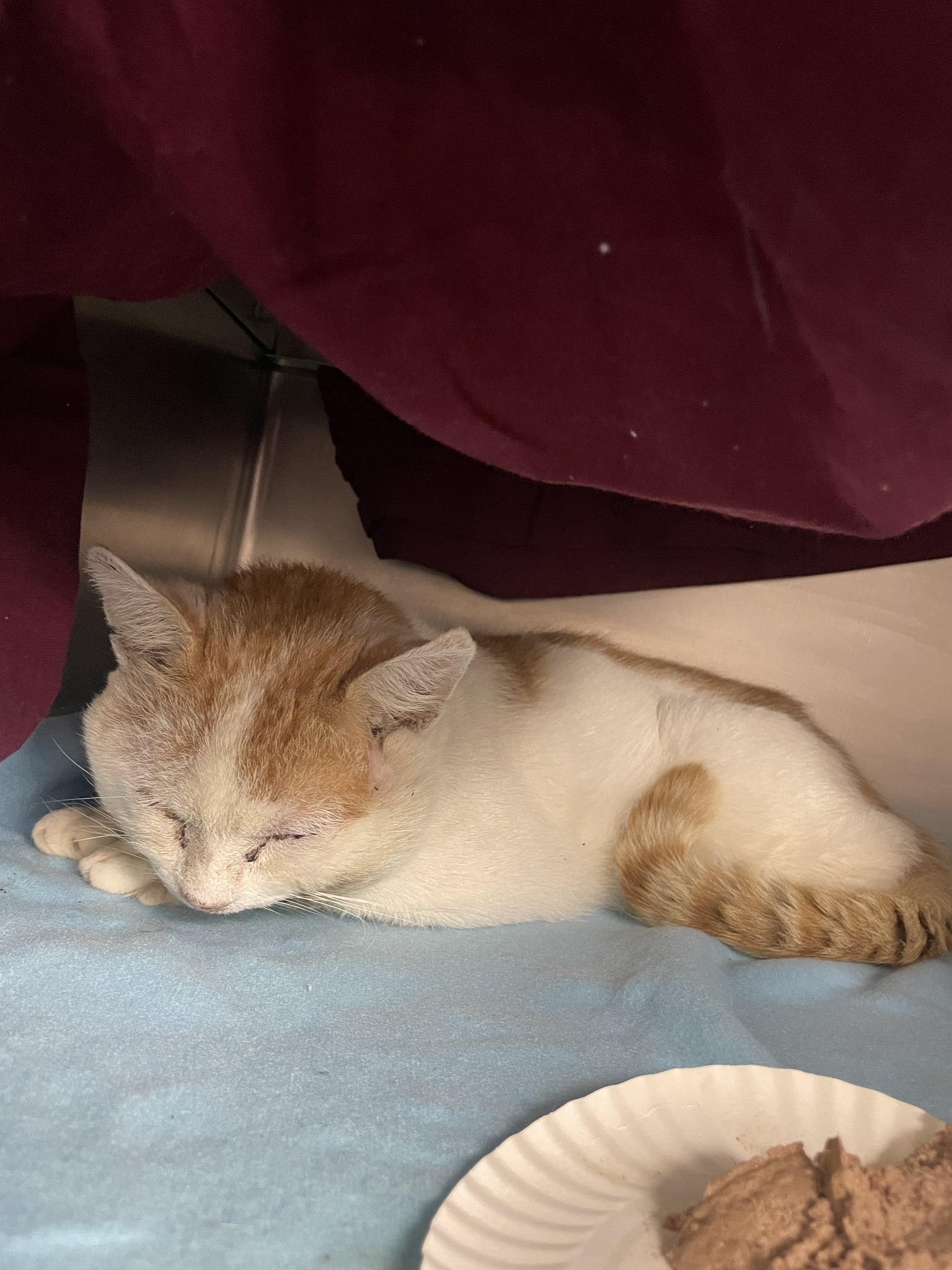 Found orange tabby cat in Kingston on Route 32