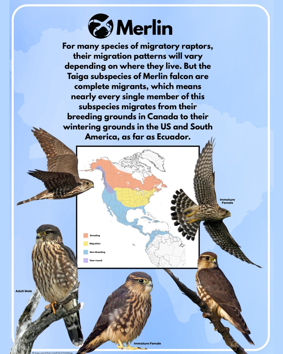 On Native American Heritage Day,... - The Ojai Raptor Center | Facebook