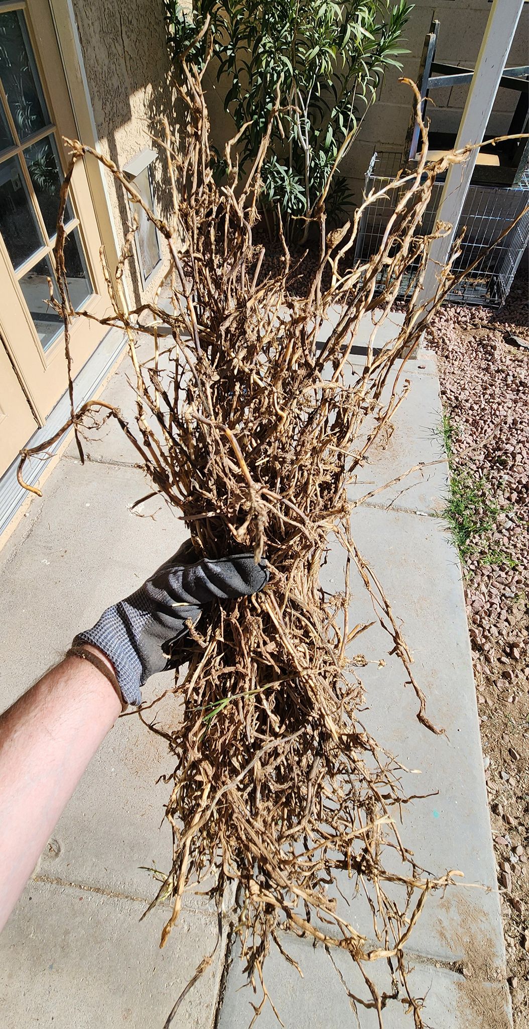 Removing entire crab-grass root structures is hard work