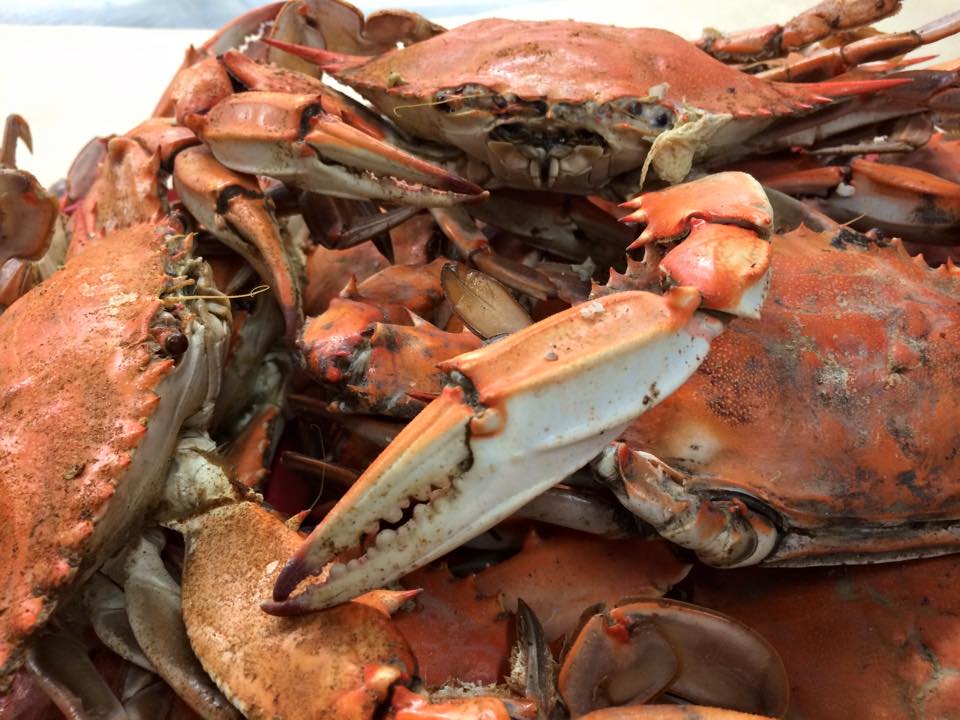 All You Can Eat Steamed Crabs... - Capt Johns Crabhouse | Facebook