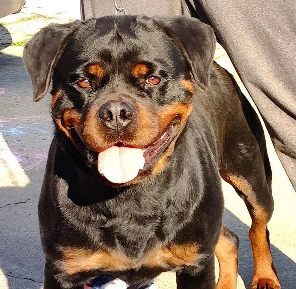 🚨Proctor House Rottweilers🚨 Candy Rotco-Roler 🏆Sire: Ch. Rex Timit-Tor ...