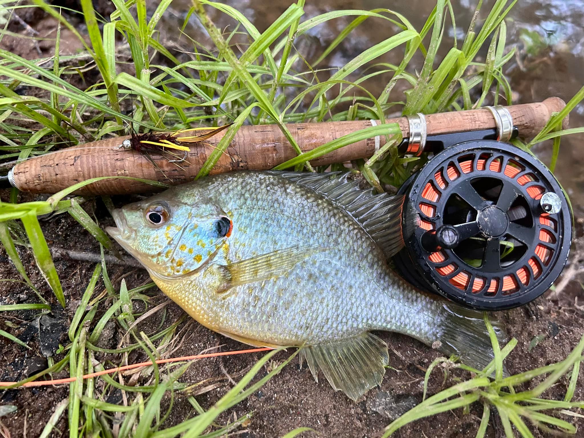 2wt fly rod fish Winston Pure2 5weight and Reel Outfit distance casts to rising trout 2wt. 76 Two-Hearted Fly Rod