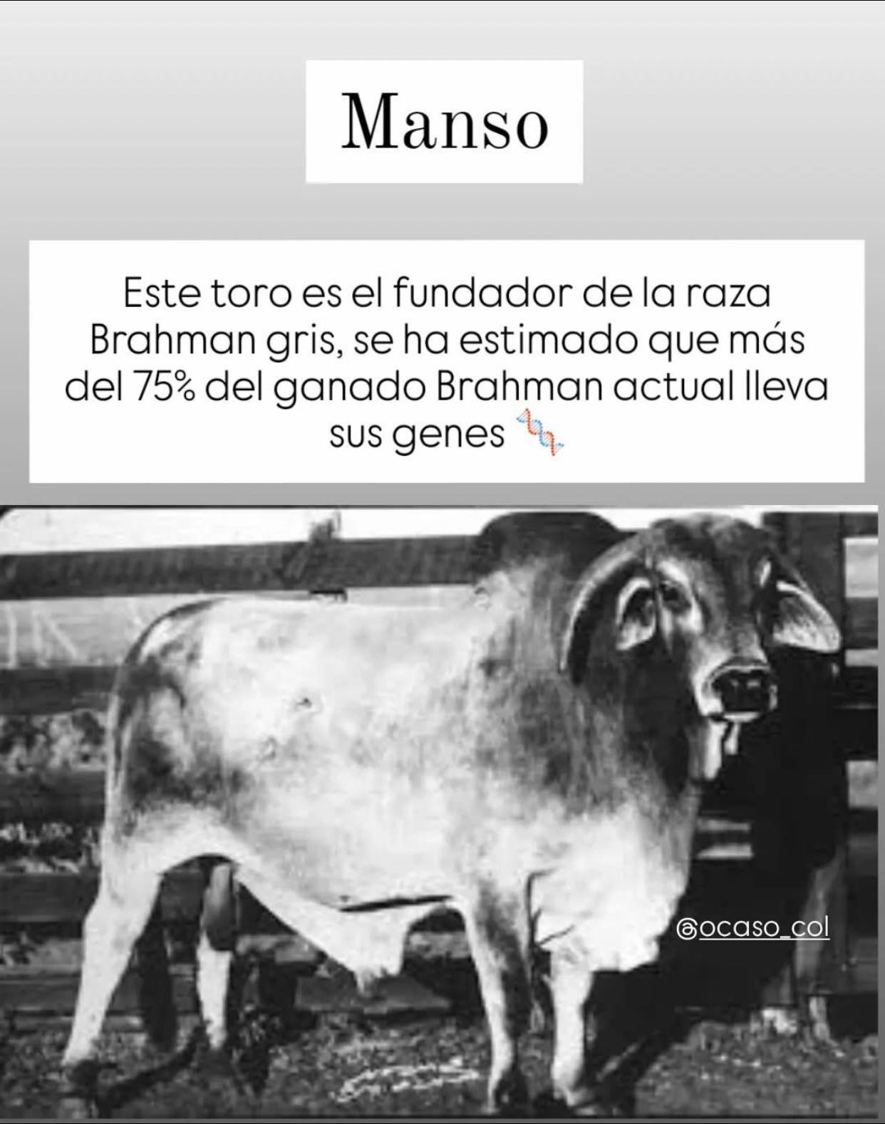 Asoci... - Asociacion De Ganaderos Y Agricultores De Guatemala