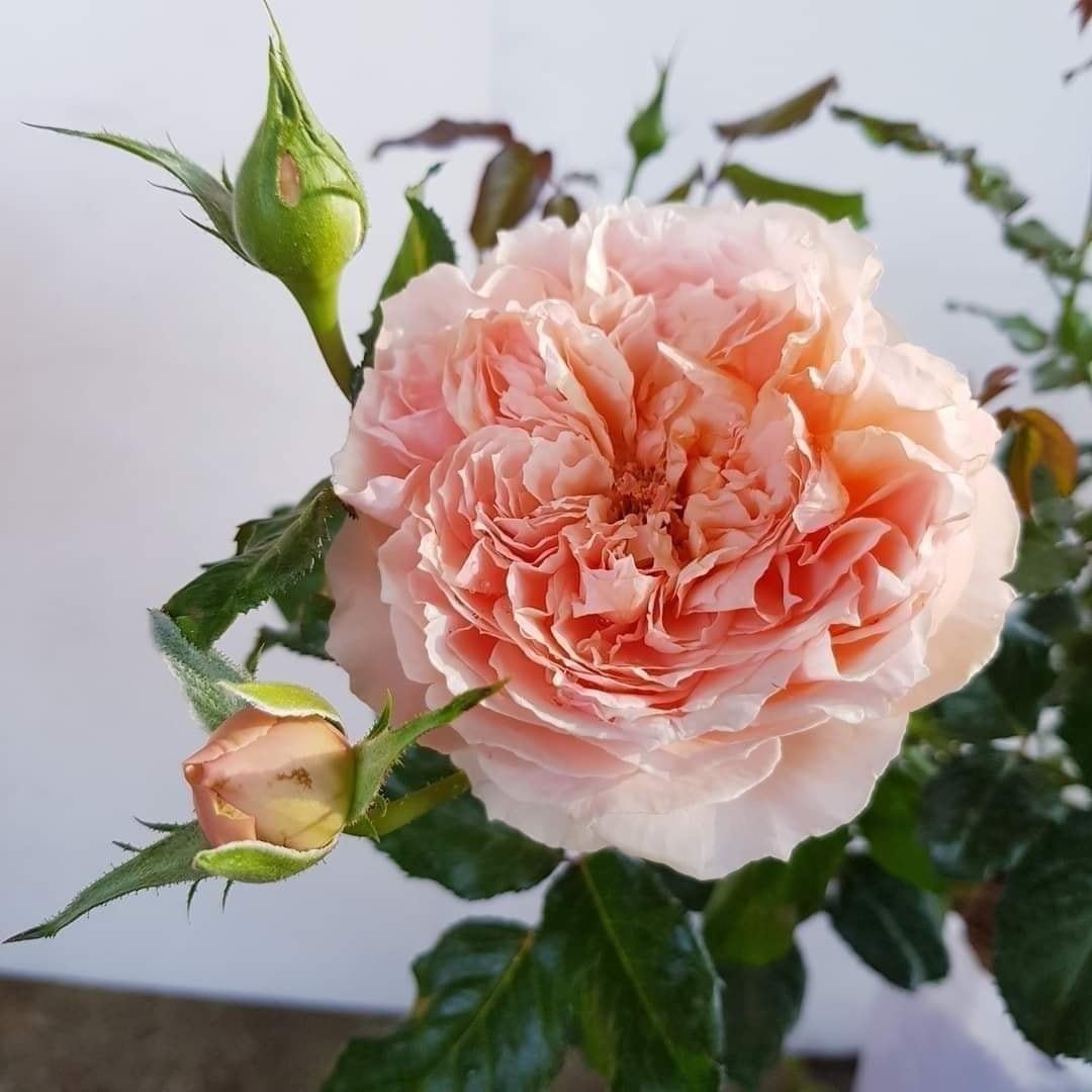 Masora กุหลาบญี่ปุ่น ดอกใหญ่... - ขายกุหลาบ ByThanya Rose