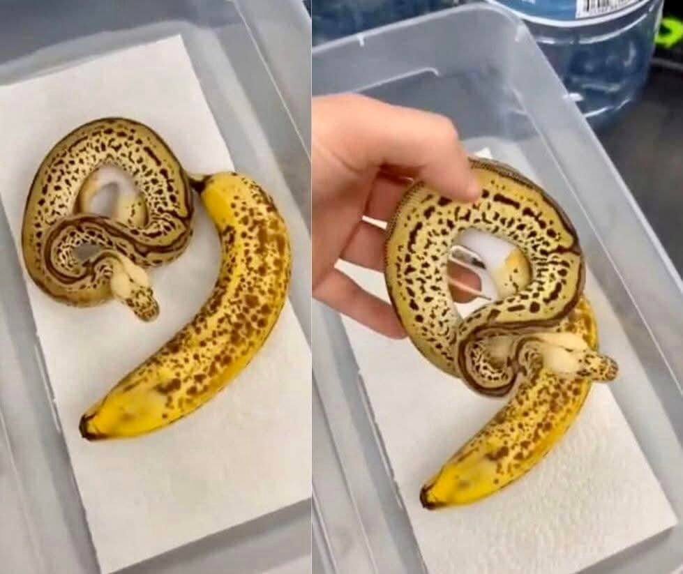 Bitácora - La pitón real (Python regius), originaria de las cálidas ...