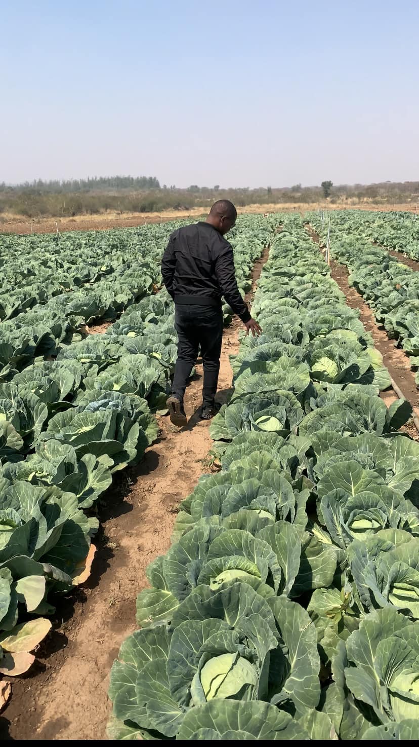 Agronomist - Part 2 - Cabbage production LAND PREPARATION SOIL TYPE AND ...