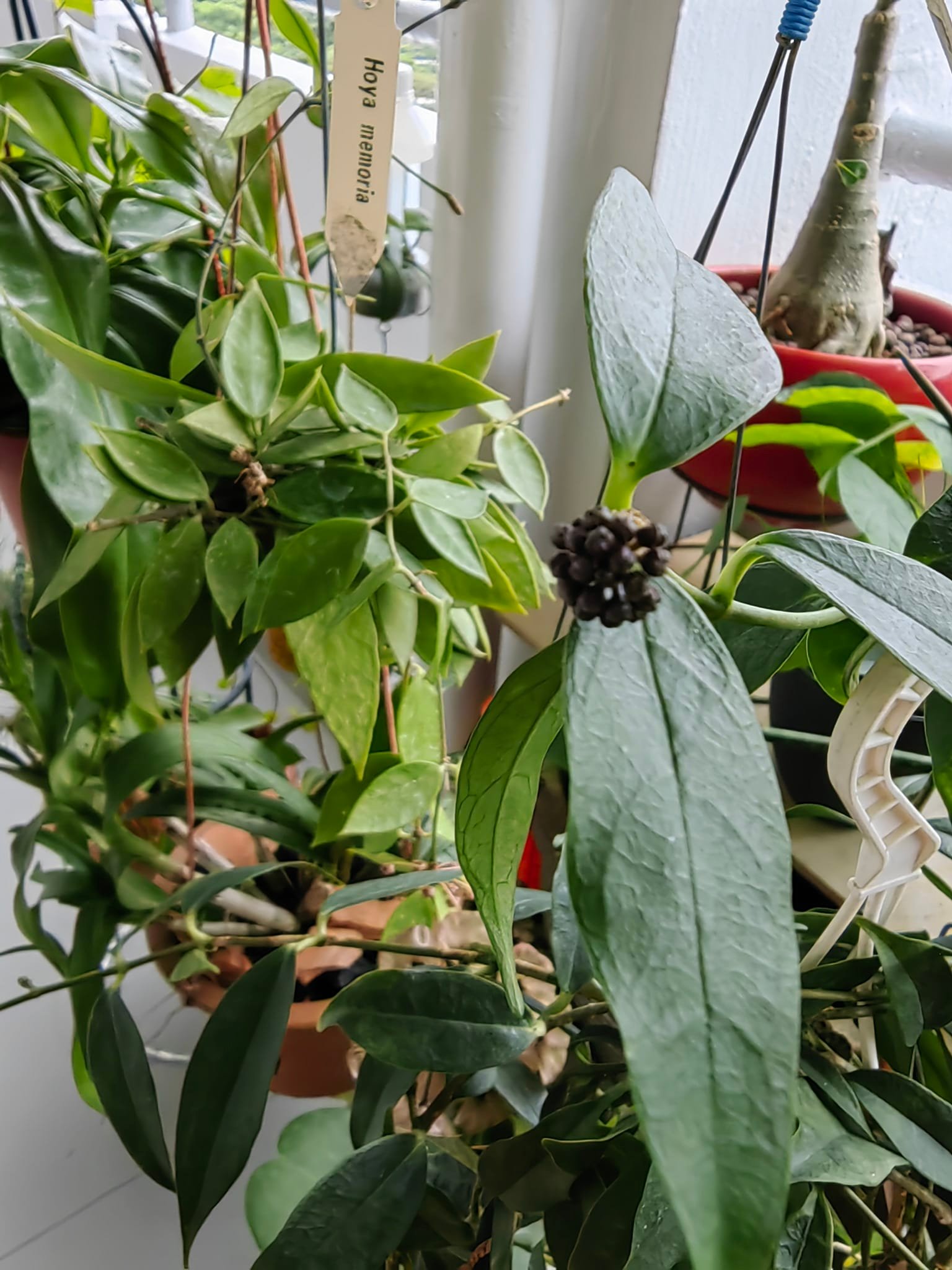 Hoya Danumensis SSP Amarii
