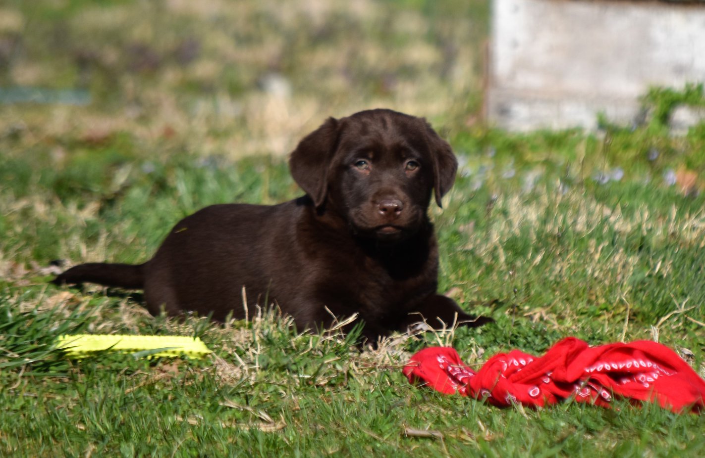 Blue Ridge Lane... - Blue Ridge Lane Labrador Retrievers