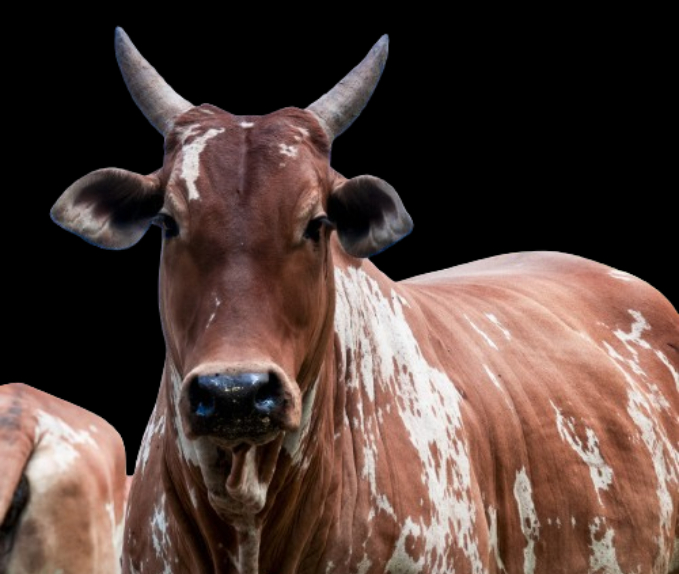 Infoagrìcola - 🔴 Lo Mejor Del Mundo Ganadero ... | Facebook