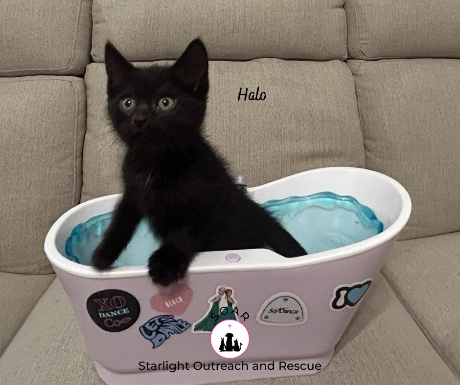 🖤🐾 Halo is here to steal... - Starlight Outreach and Rescue | Facebook