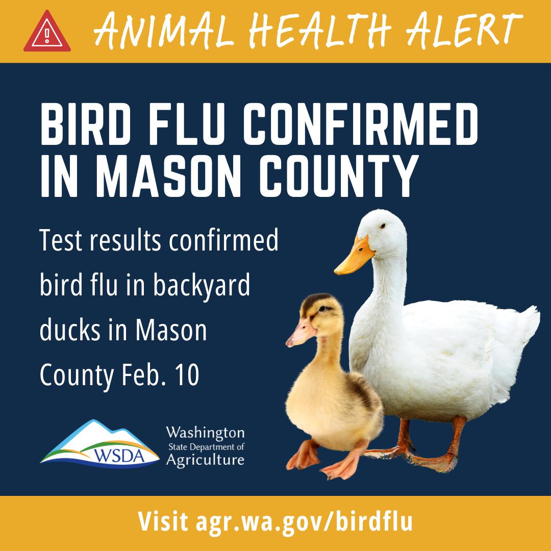 Washington Bird Flu Updates | 🚨 Bird flu confirmed in backyard ducks in ...