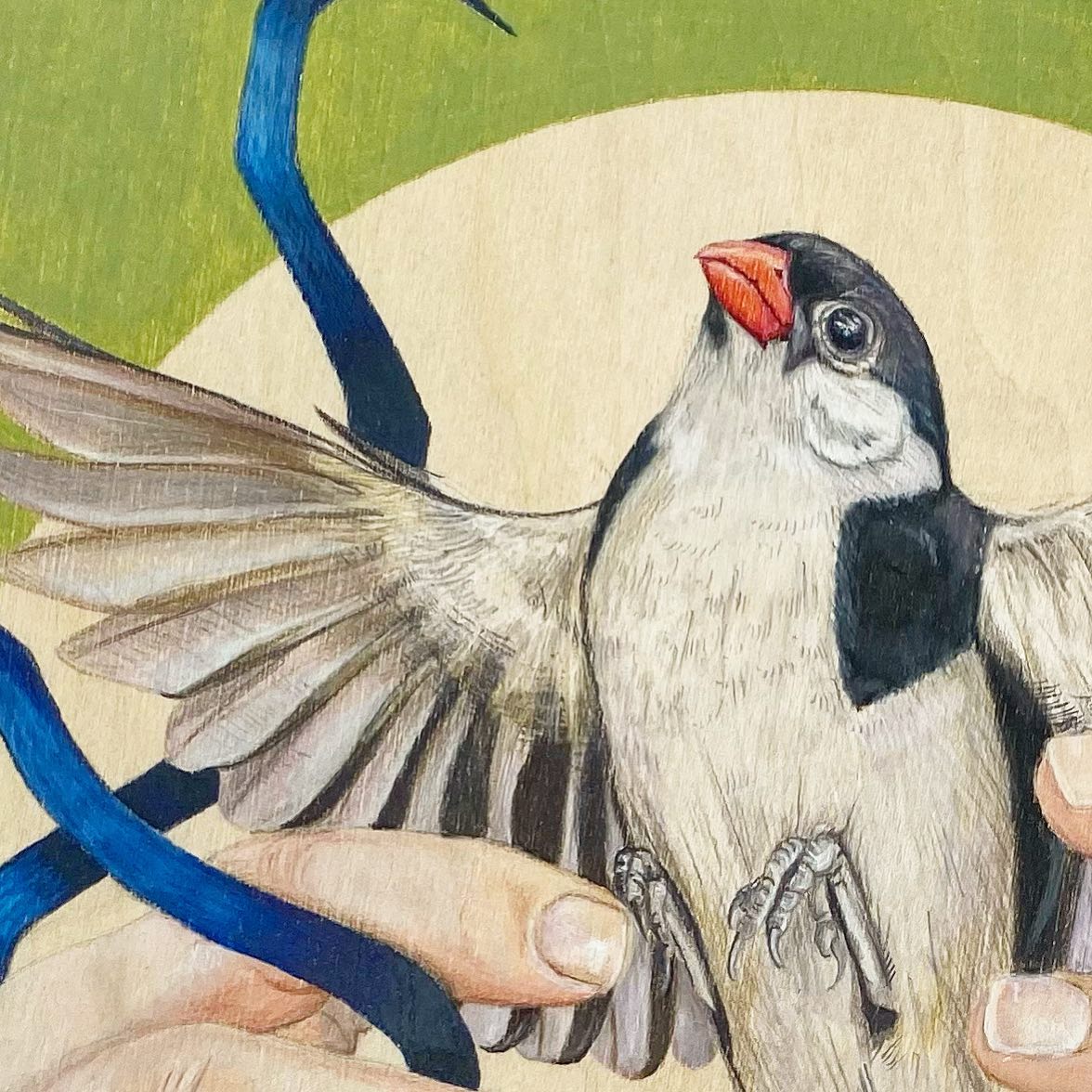 Jordan Draws Birds