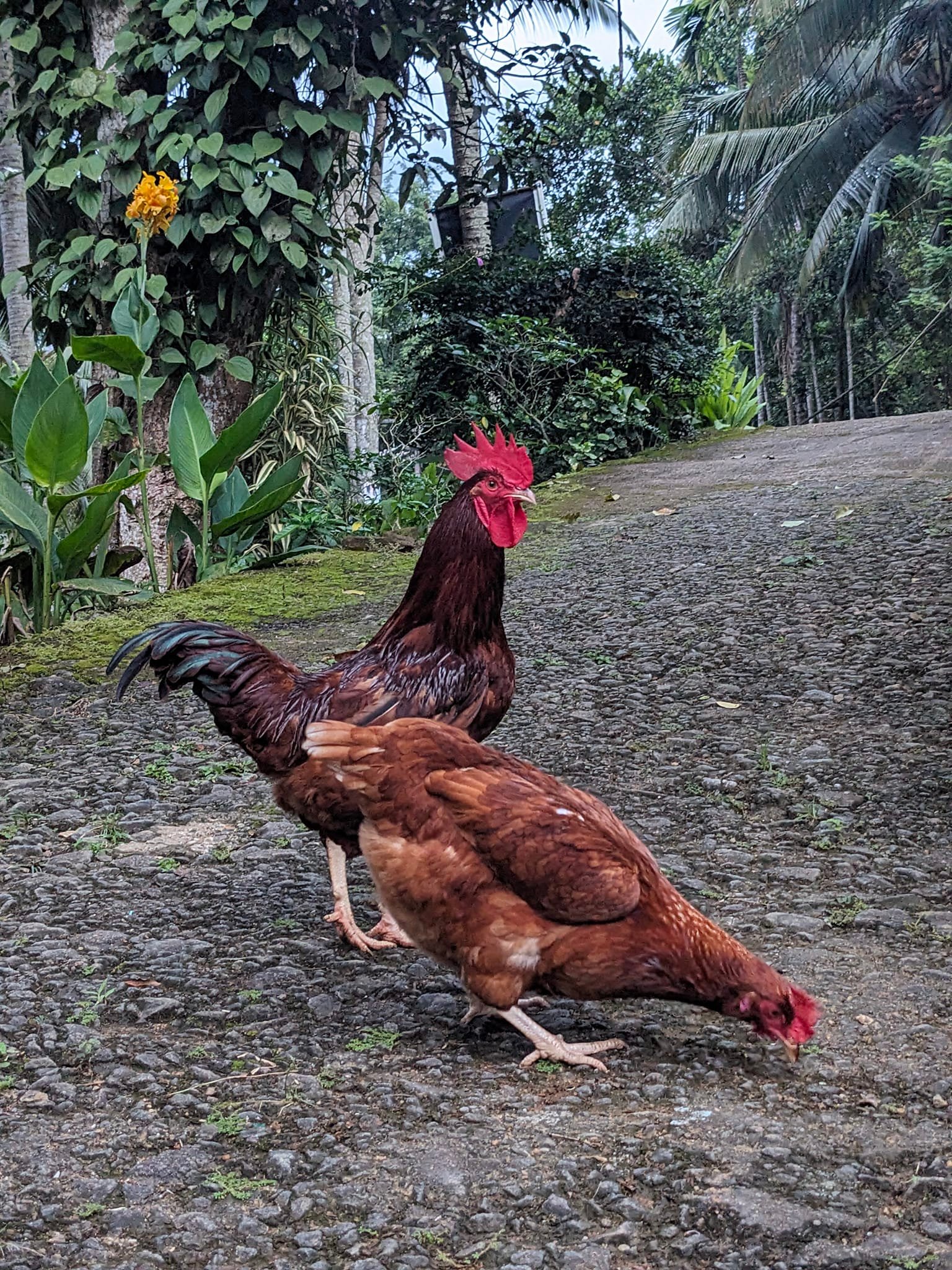 Golden Feather Farms | Kegalle