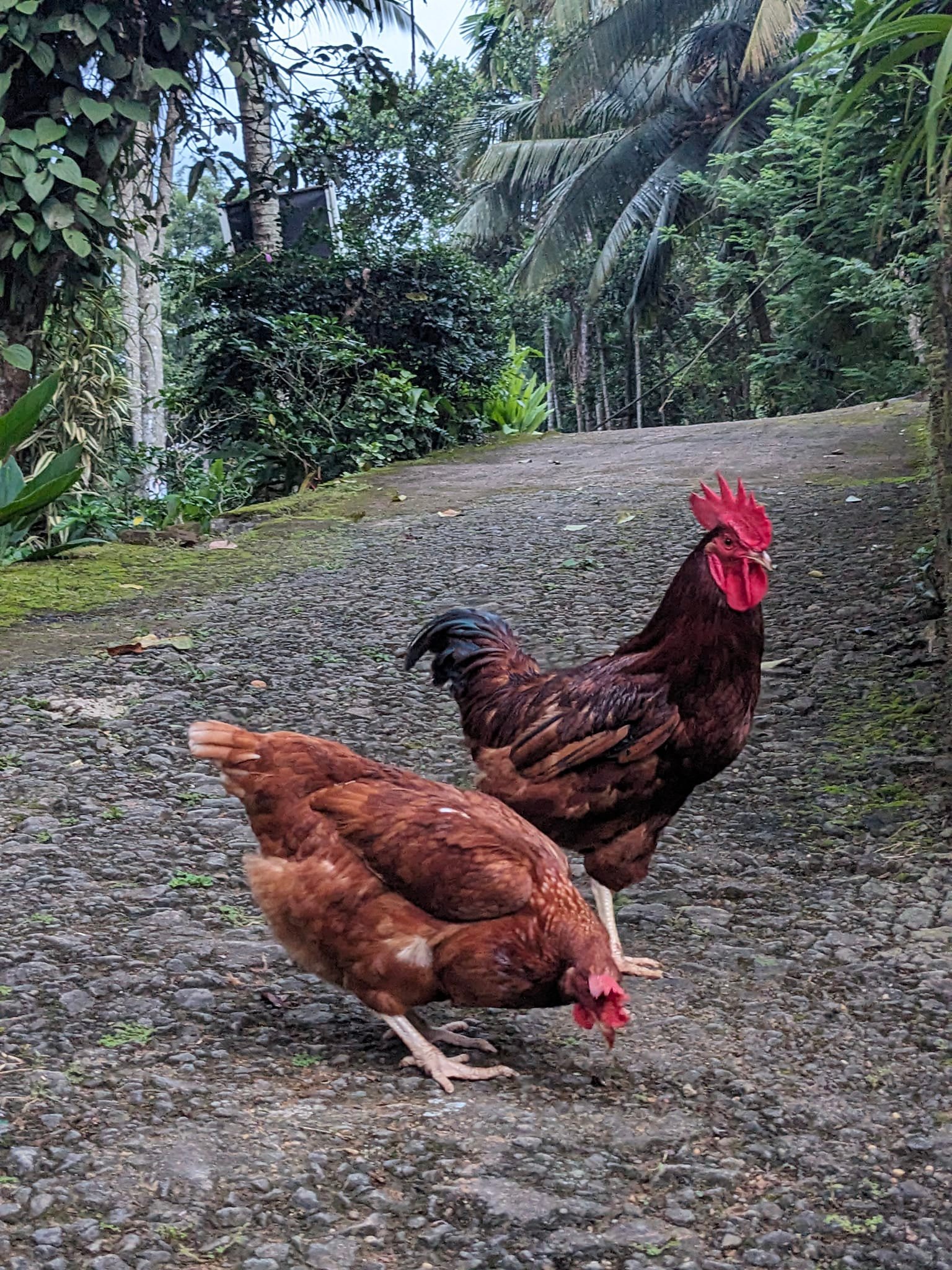 Golden Feather Farms | Kegalle