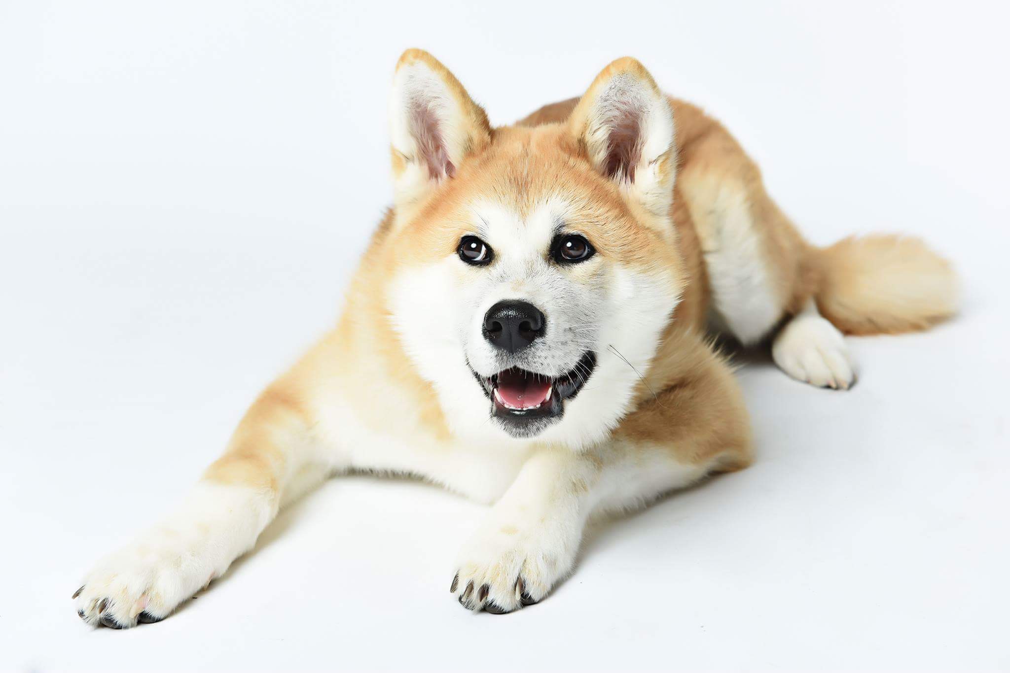 Elevage Ai no kiba- Akita inu | Lille