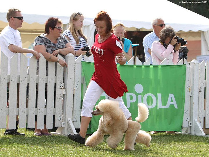 Regenfield Poodles