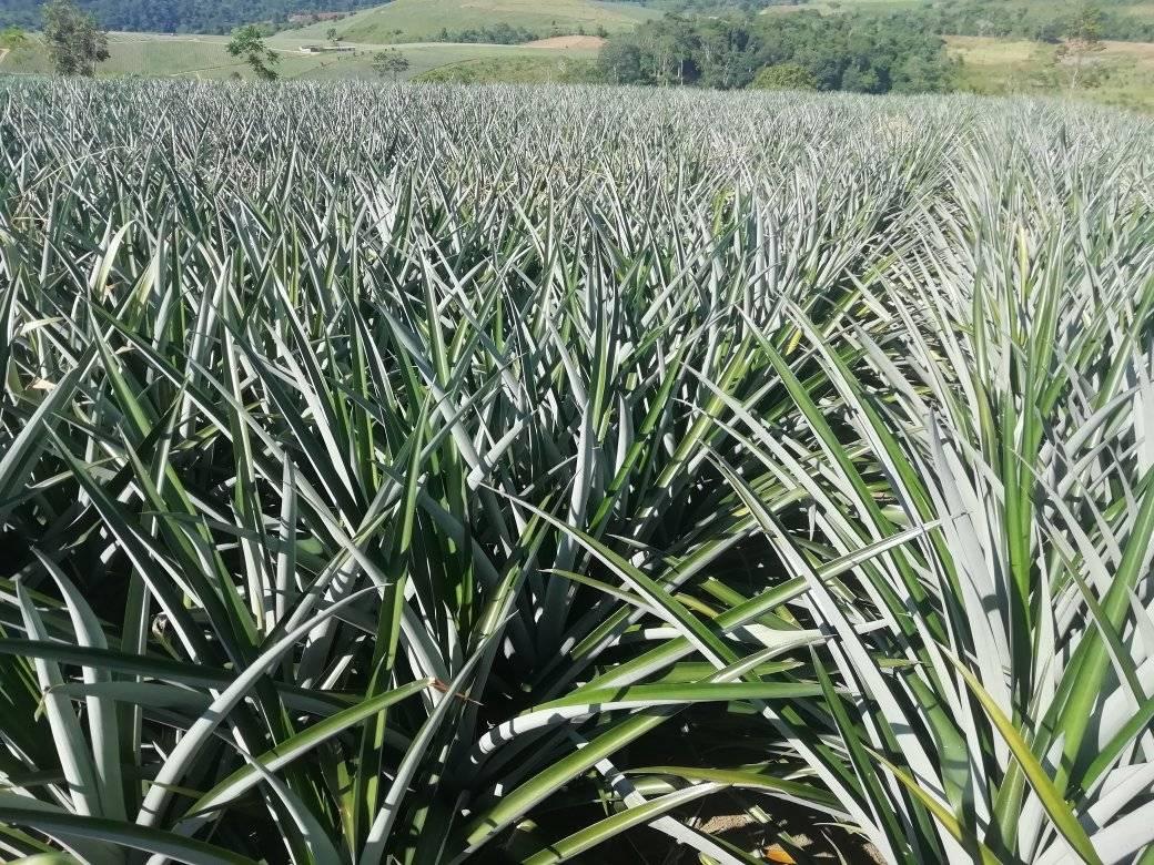 Piñas candia | Mazamari