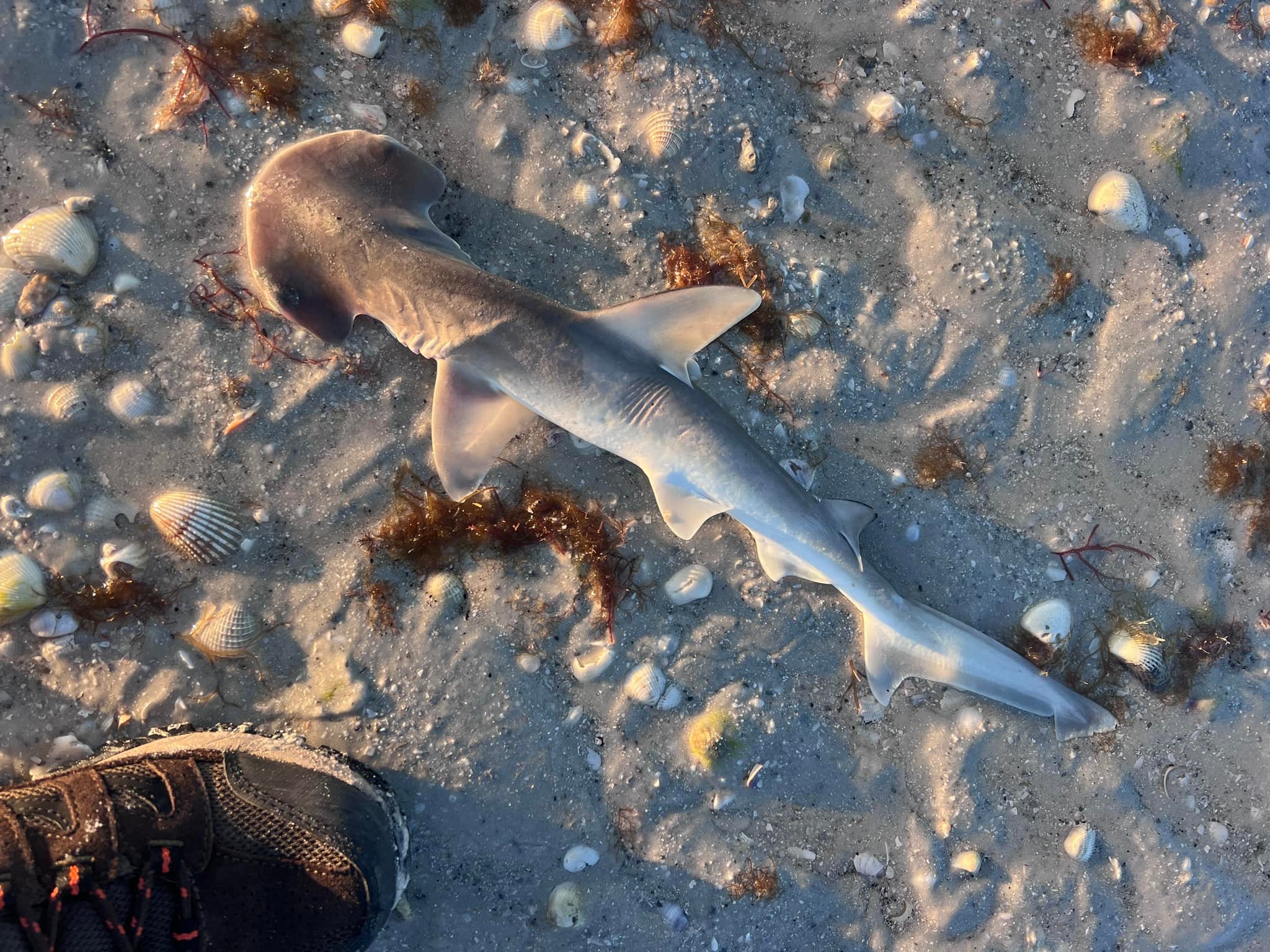 Came across this on the beach this morning at low tide. Baby 
