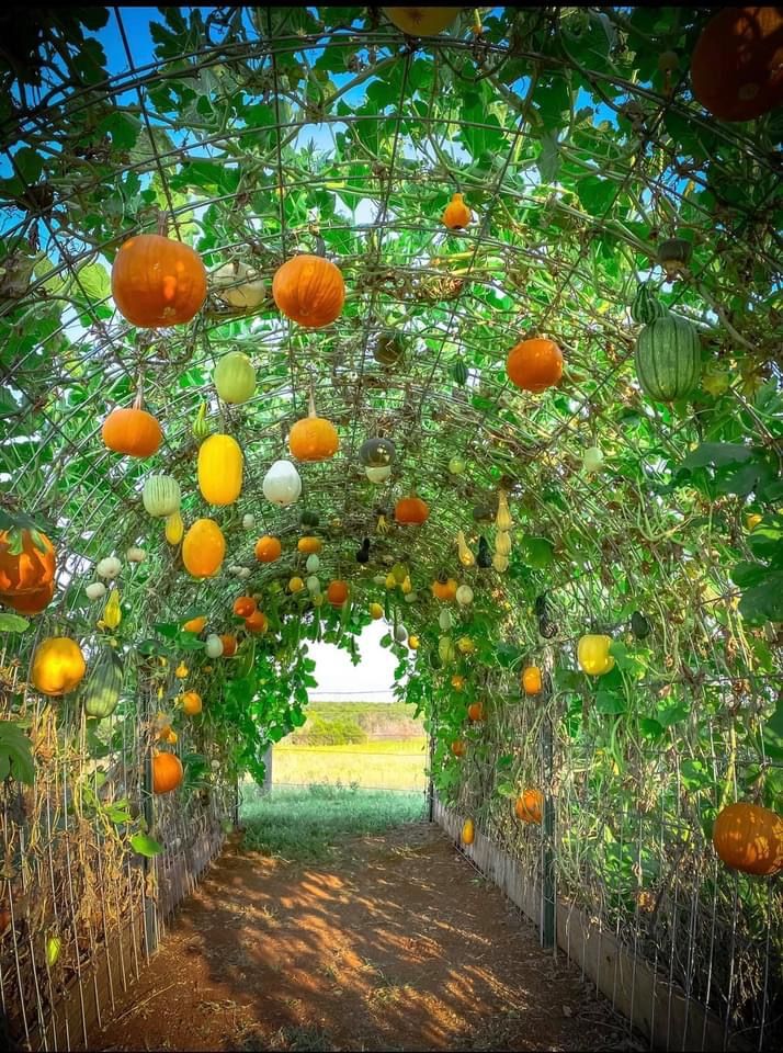 How To Build a Squash Arch ... - Homesteading / Survivalism