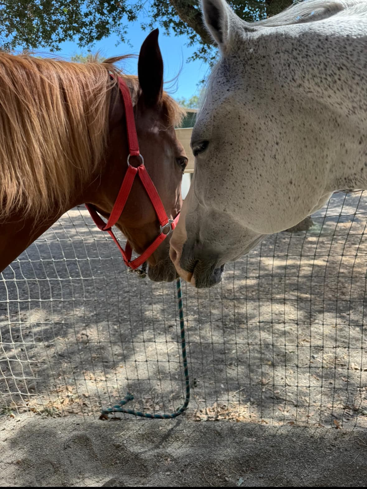 DLB Ranch, Inc | Cottonwood CA