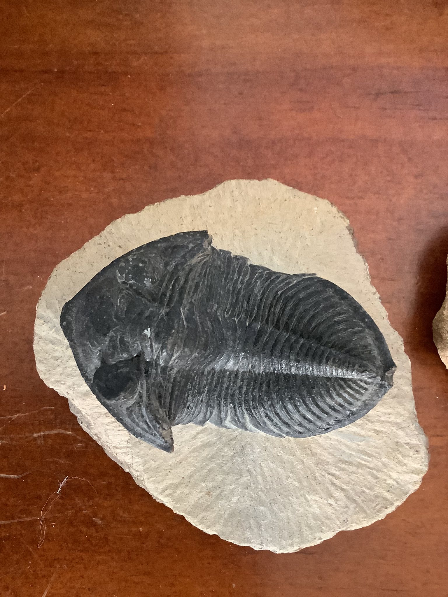 Hello, need some help identifying these two fossils. Thanks