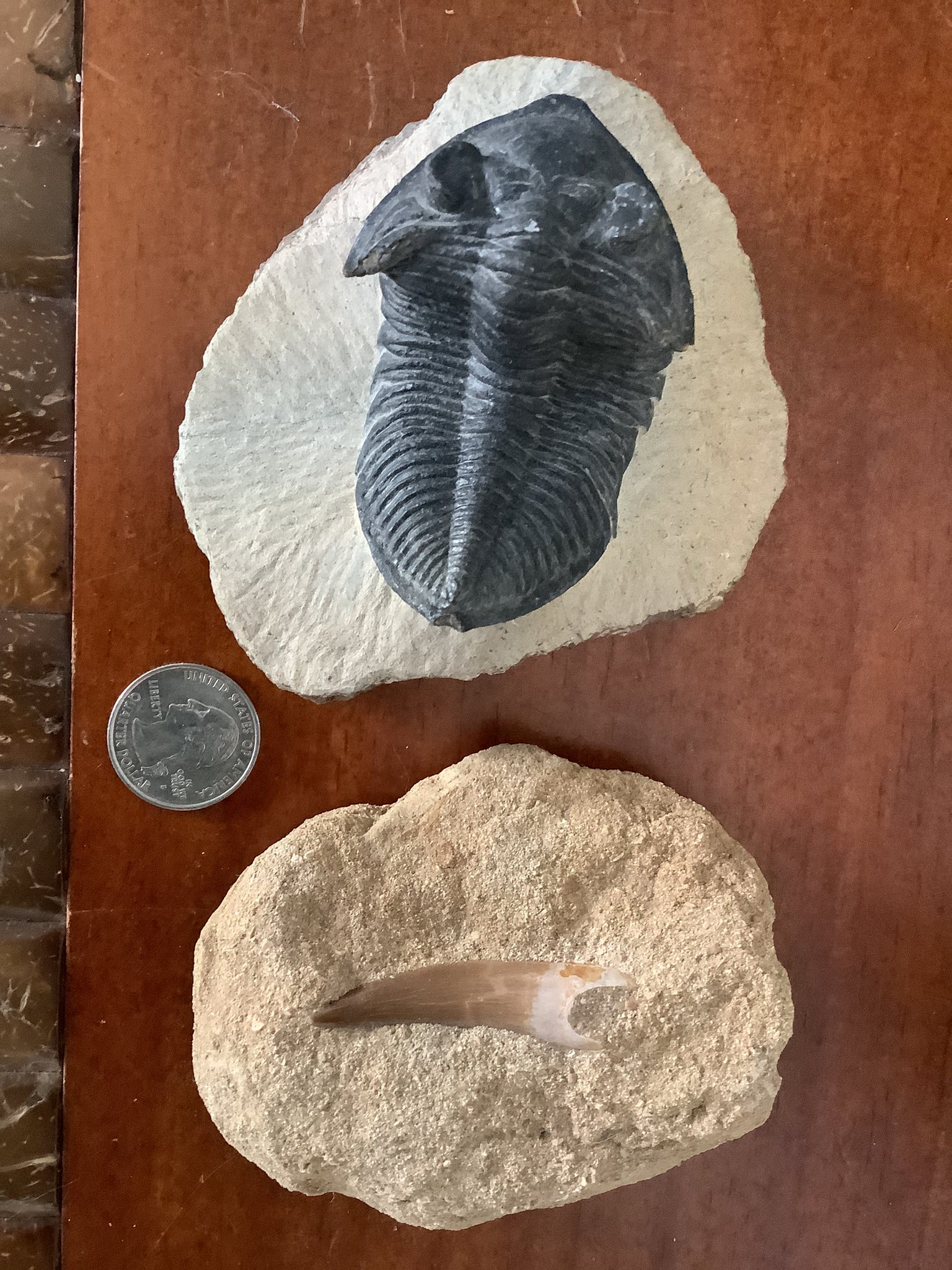 Hello, need some help identifying these two fossils. Thanks
