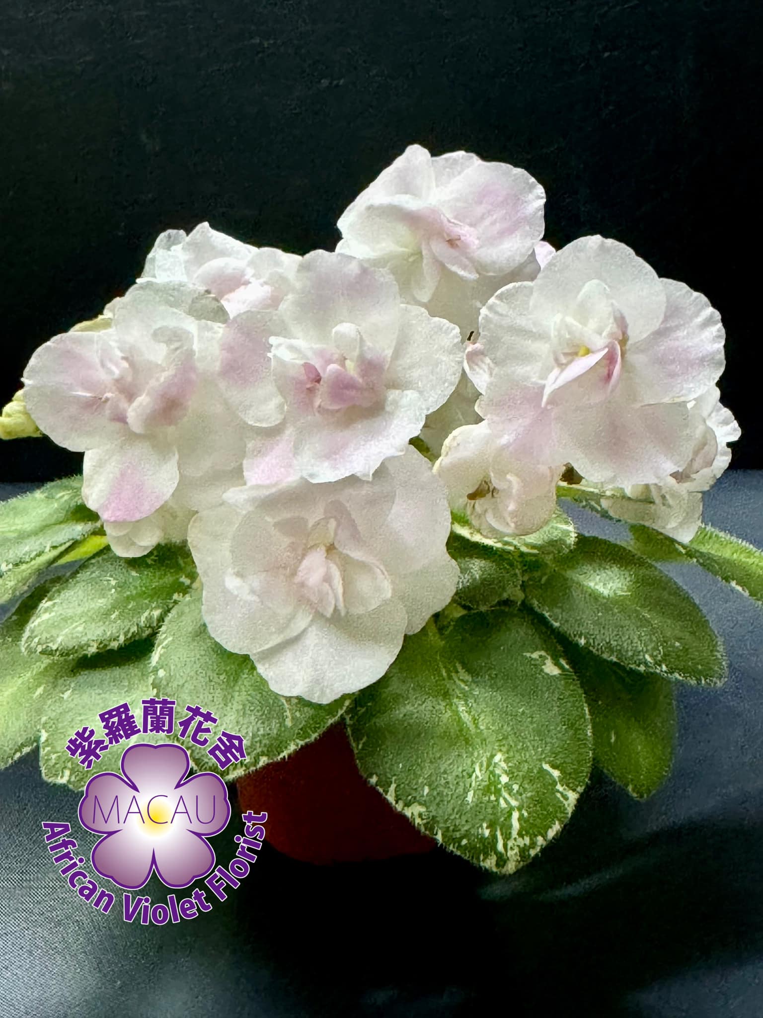 N-Aurora #非洲堇 #非洲紫羅蘭 #紫羅蘭花舍 #africanviolet