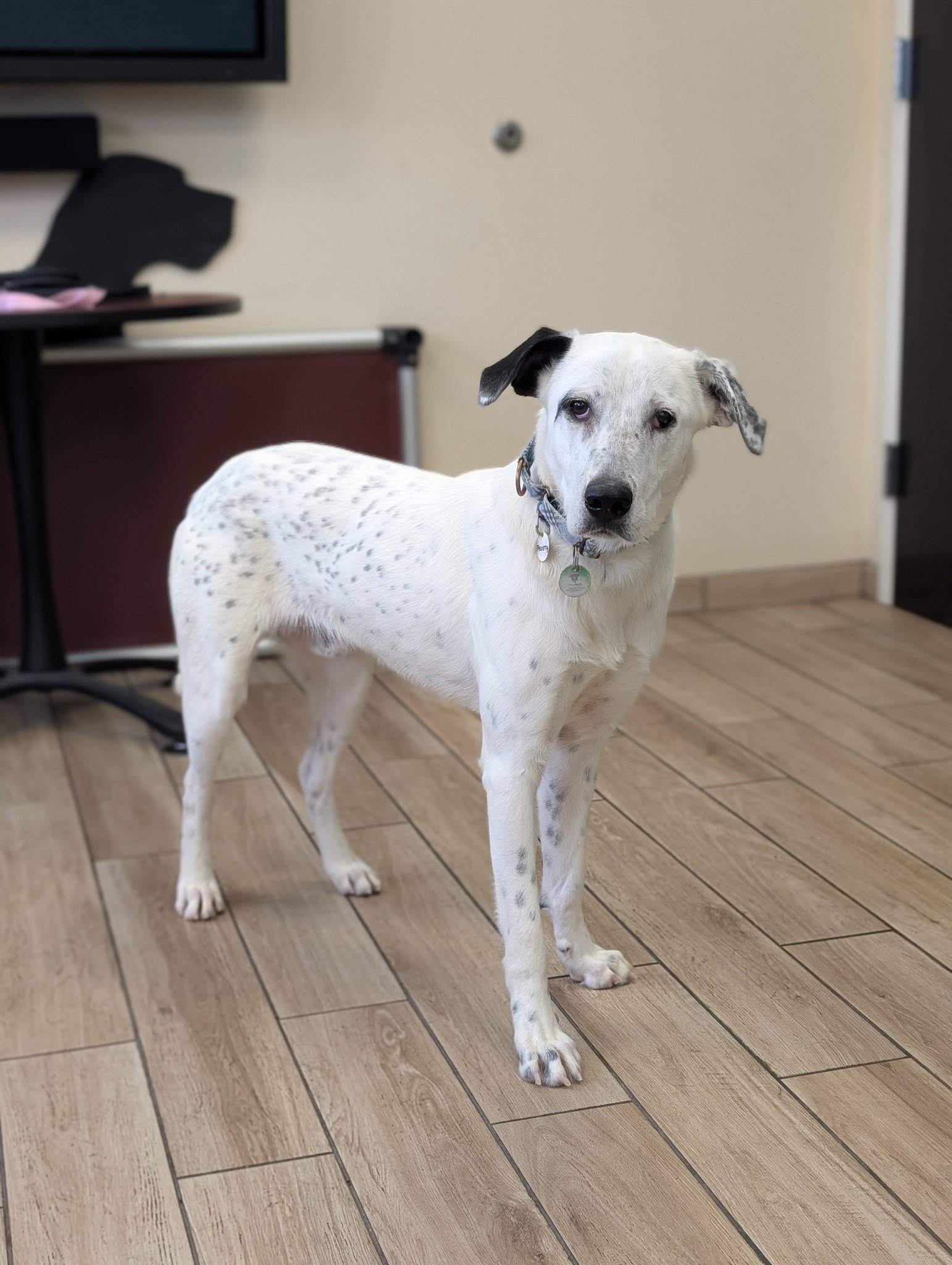 Helping - Frosty 💙 He's really shy 🥺 He needs a patient, loving home ...