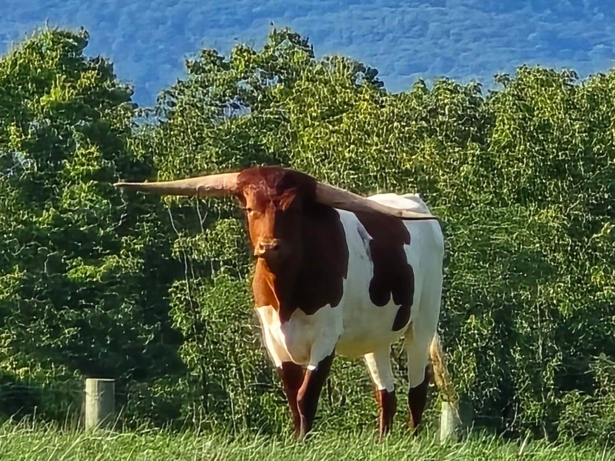 D R Henry Ranch - D~R Altha’s Diamond confirmed bred to... | Facebook