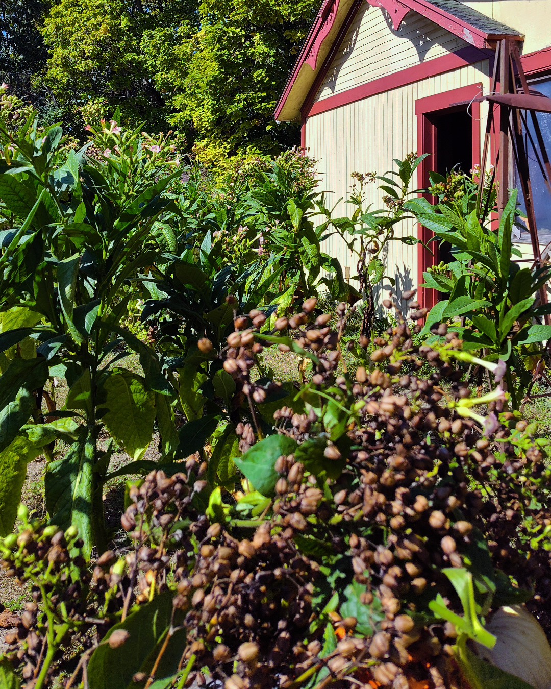 harvest tobacco seeds Plant Good Seed Company Seed Comstock is a Spanish heirloom tobacco thought to have been one of the main filler and binder varieties grown in Wisconsin and Minnesota When to harvest tobacco seeds?