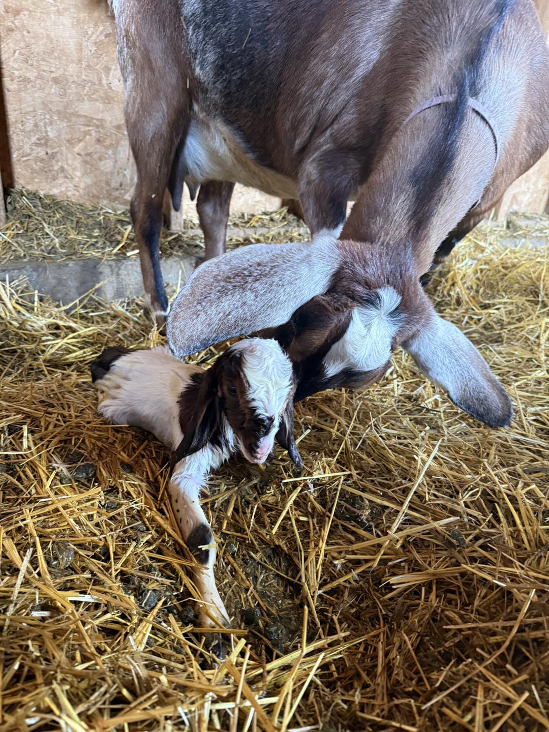 Double Triangle Goats