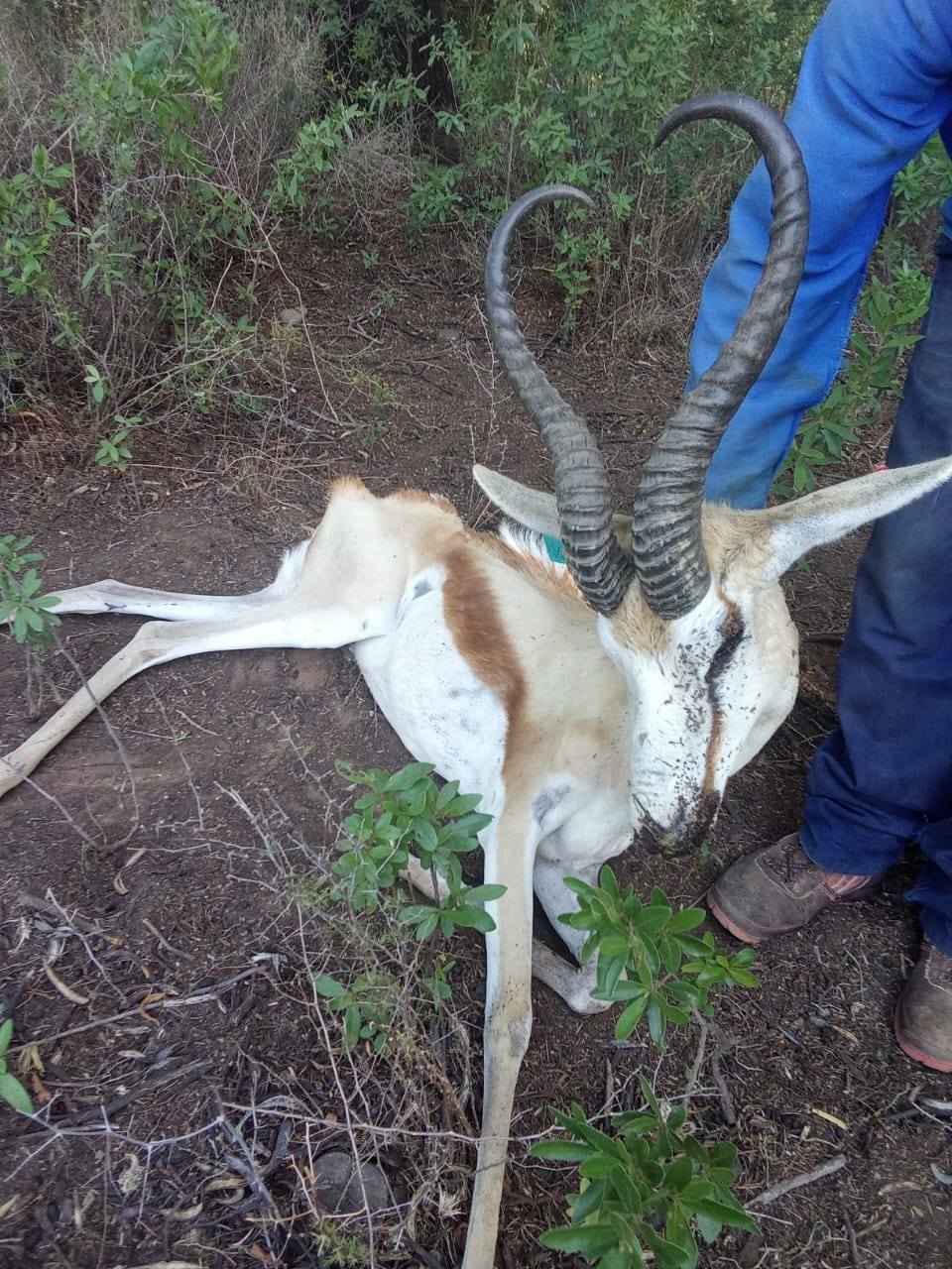 MEGA SPRINGBUCK - Almal dink mos maar altyd boere en...