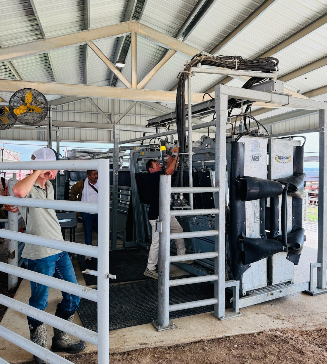 Running R Cattle | Cameron TX