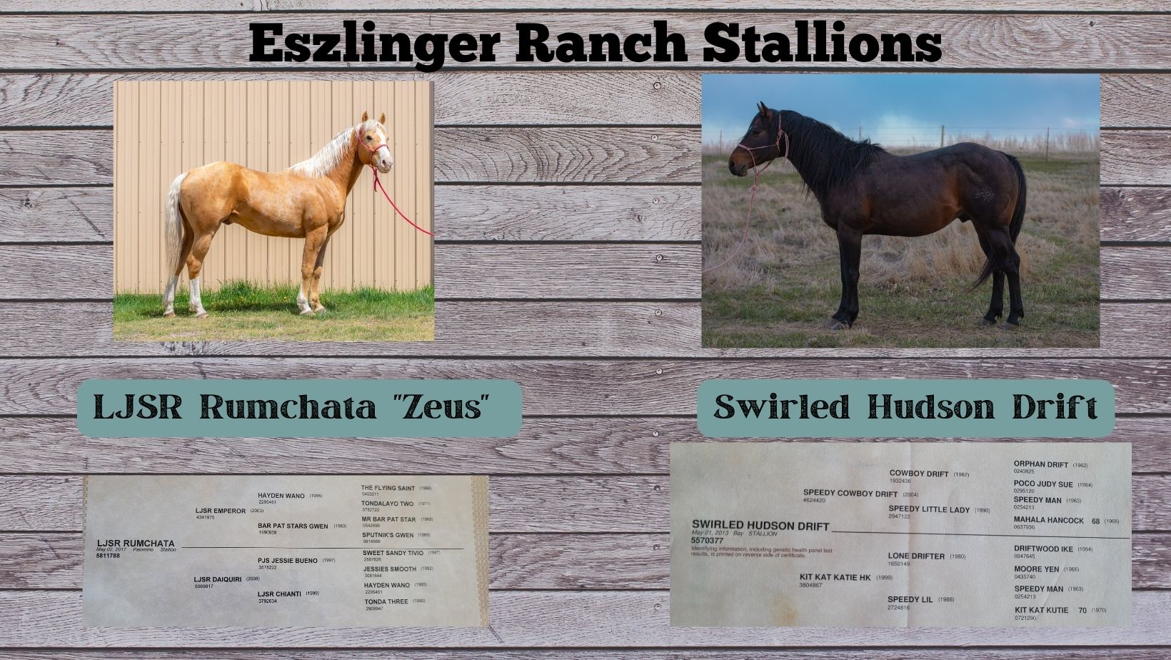 Eszlinger Ranch Black Angus and Quarter Horses