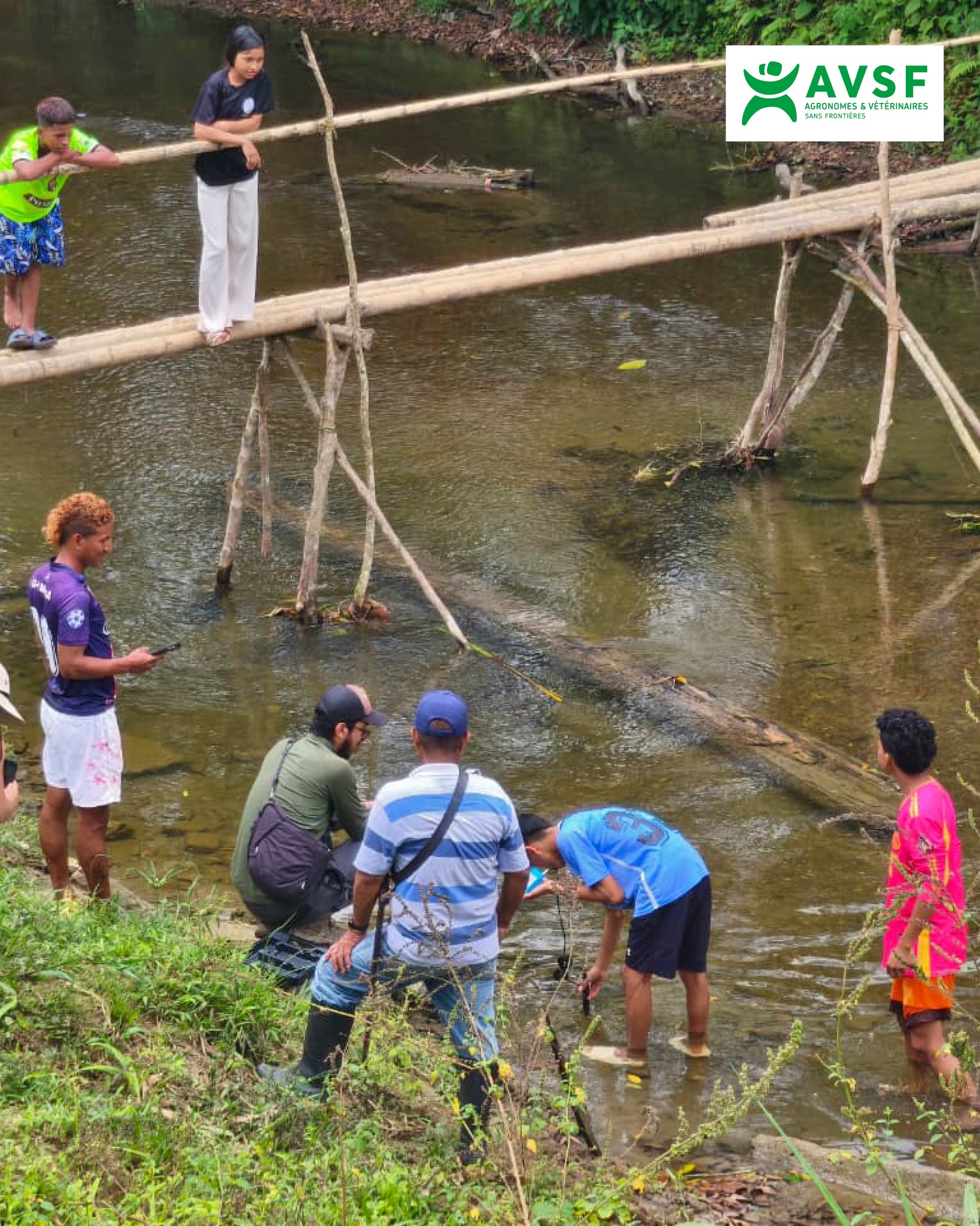 AVSF - Agrónomos y Veterinarios Sin Fronteras - 🟡🟤🟢 #CacaoBioAndino 🇪🇨 ...