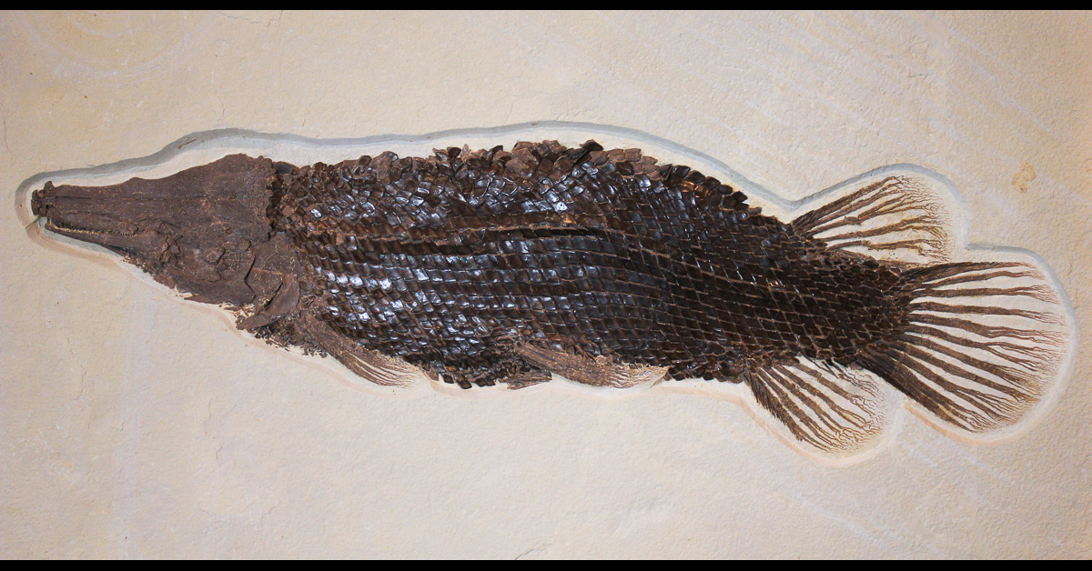 Fossil - An absolutely stunning, fossil gar that was found at the ...