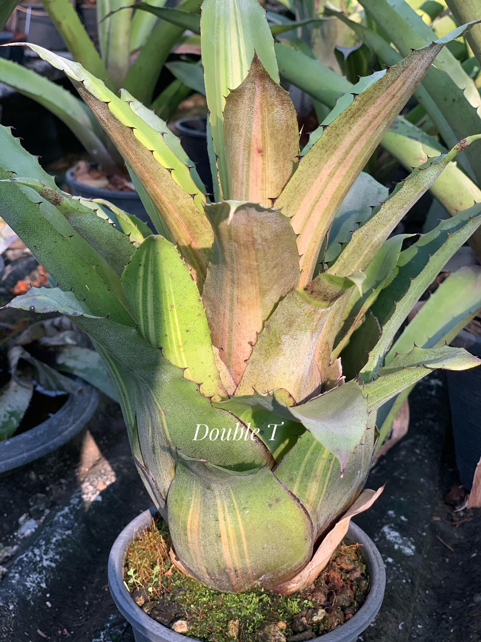 Interesting markings on this Hohenbergia Leopoldo-horstii pup