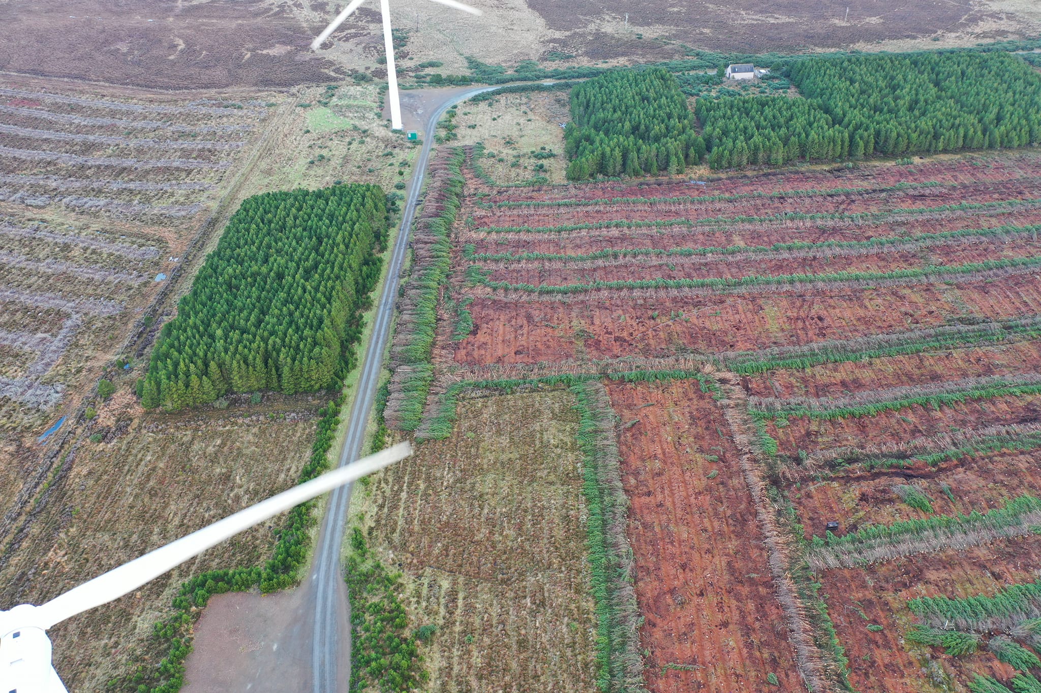Cowan Plant Strathy Ltd | Strathy