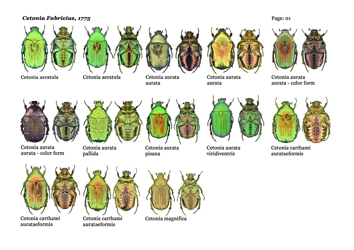 Some Cetoniinae from Thailand, Laos and Indonesia