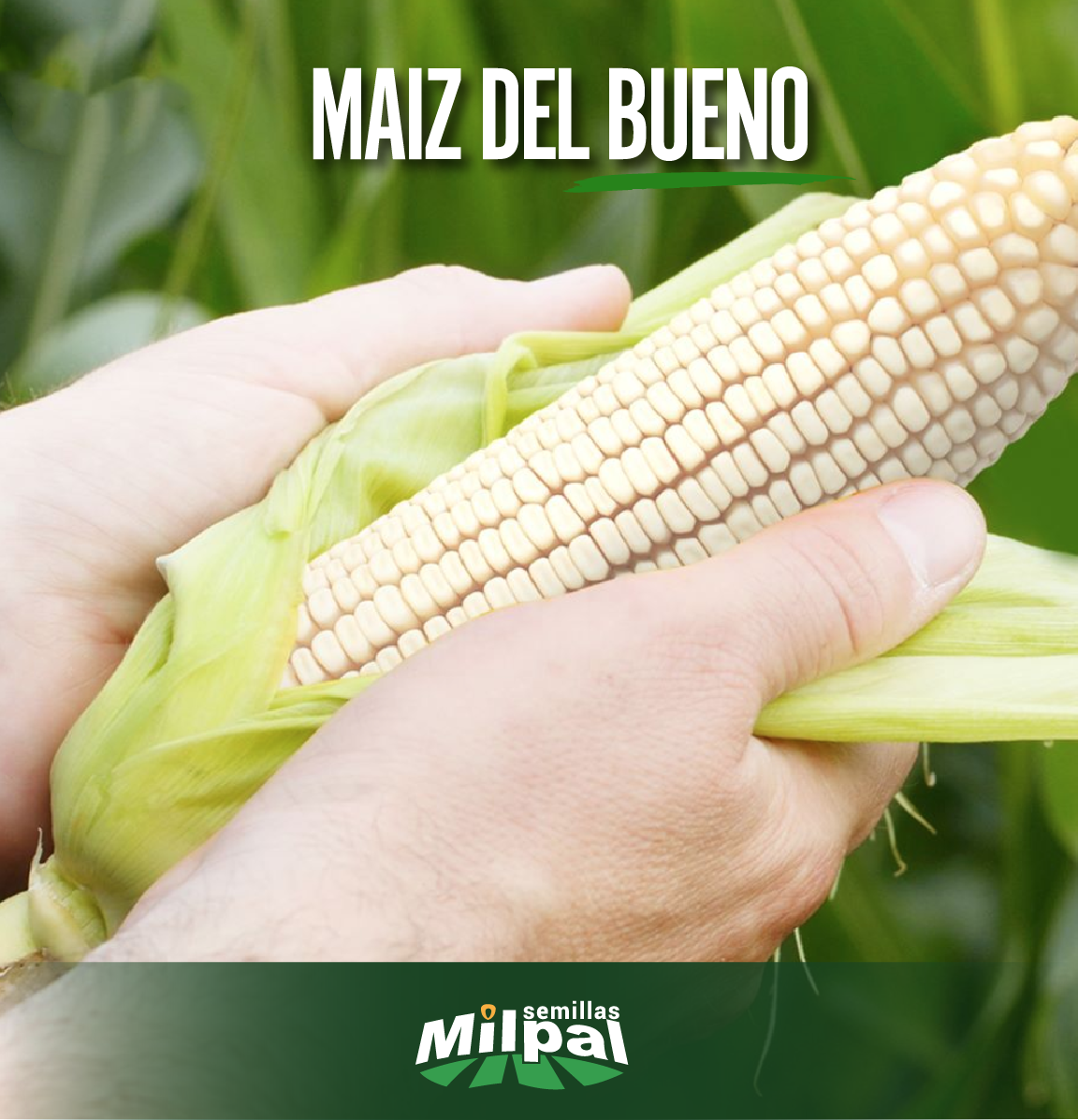 Semillas Milpal - Rendimiento que habla por sí solo....
