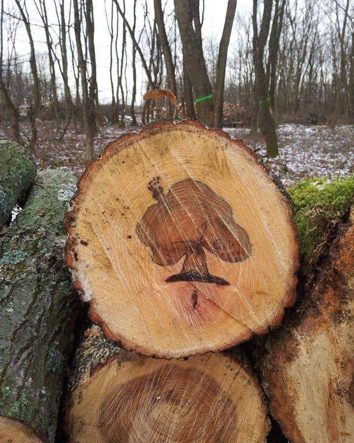 Joe's Discount Tree & Stump Service | Crown Point IN