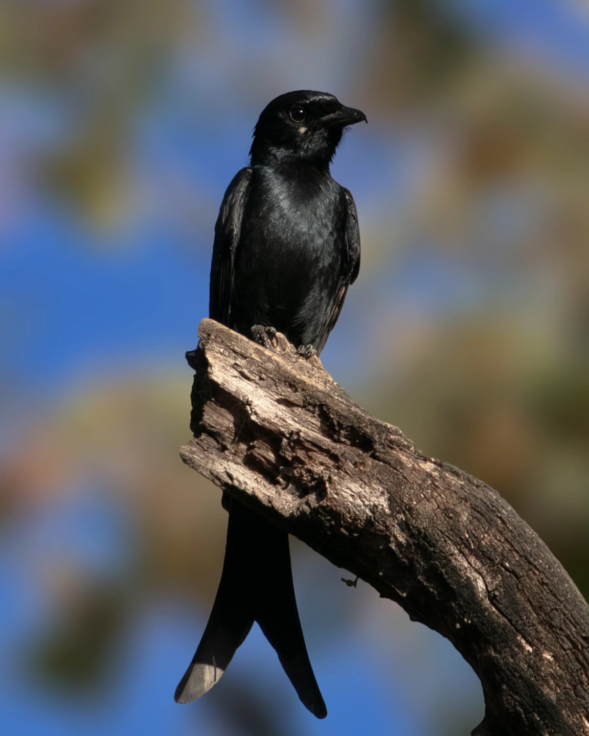 Kiran Variya