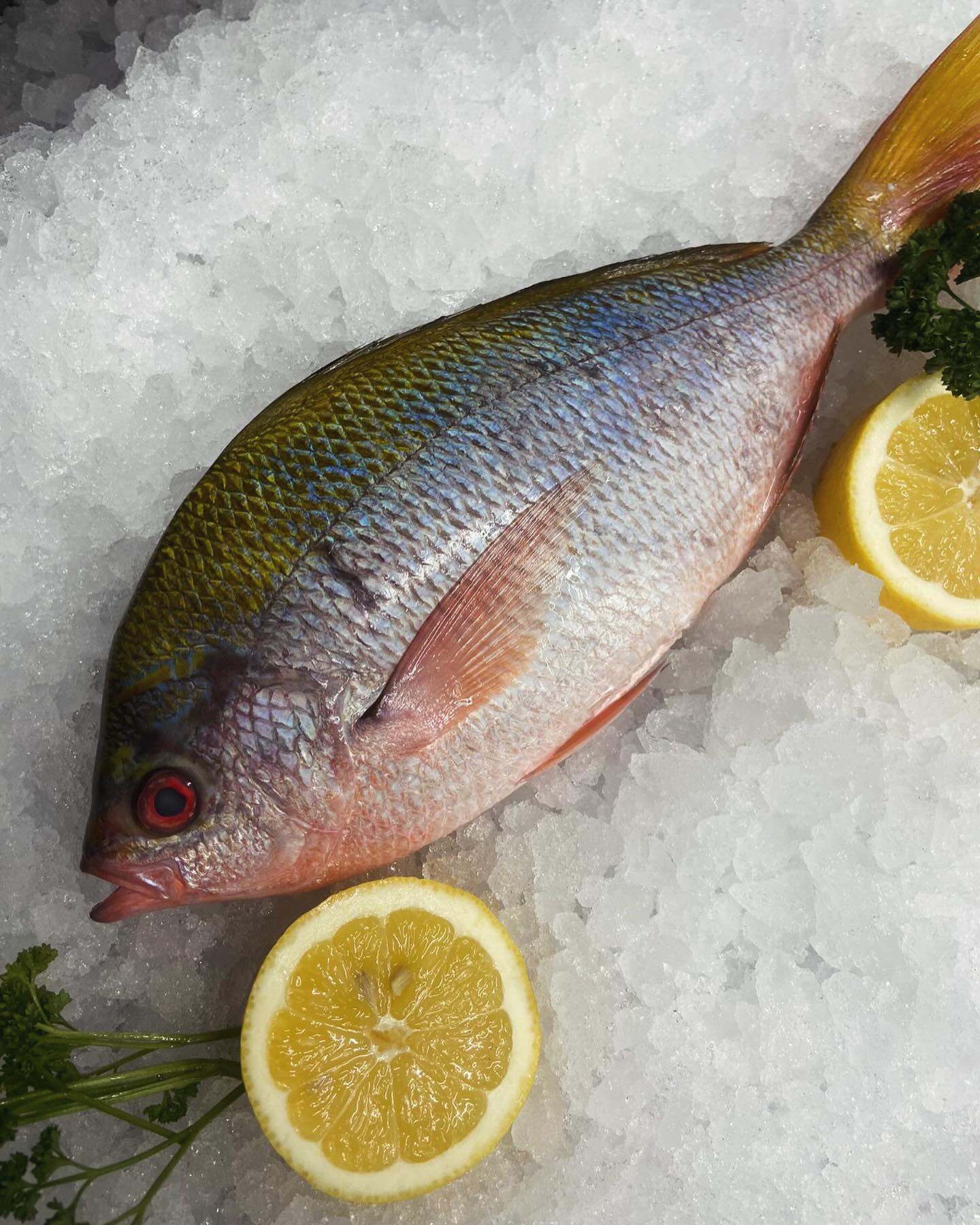 THE COLOURS😍 This fish is... - Jenkins & Son Fishmongers