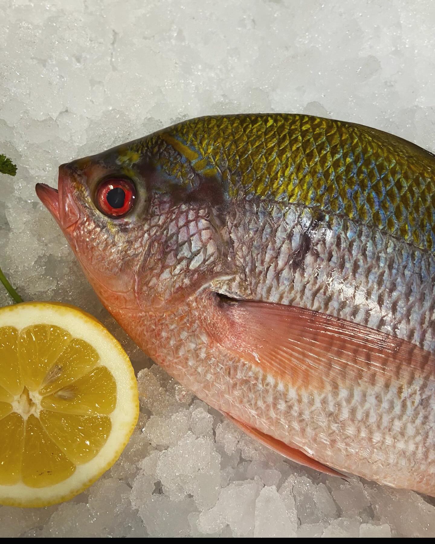 THE COLOURS😍 This fish is... - Jenkins & Son Fishmongers