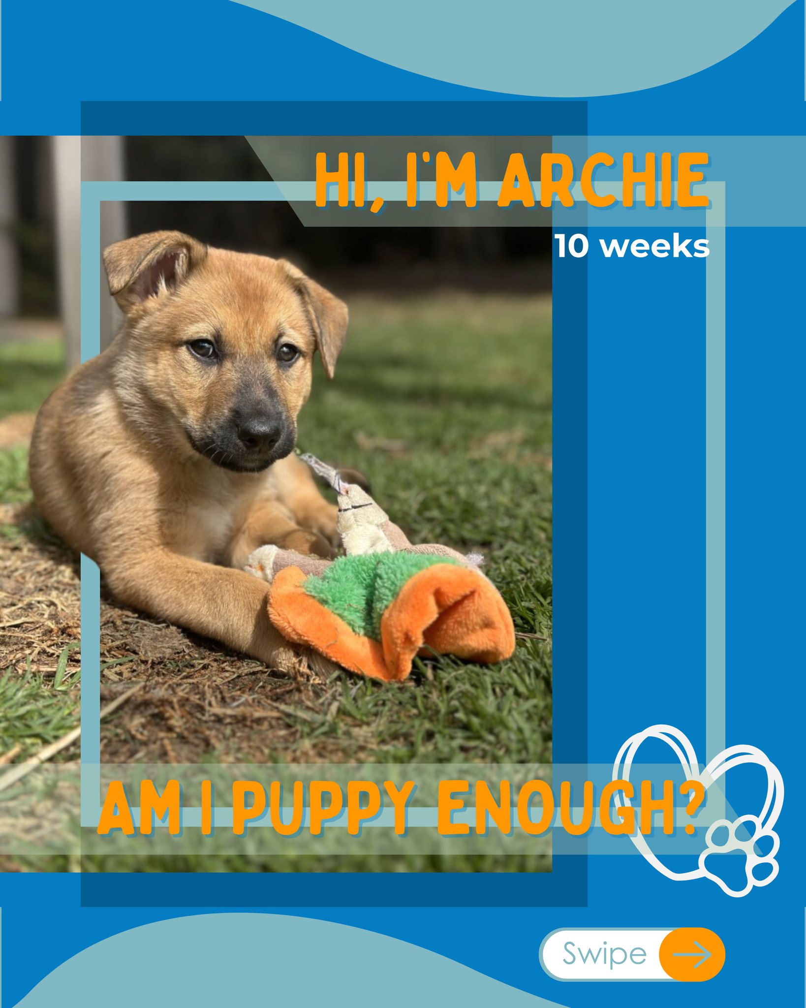 🐶 Meet Archie, the... - Australian Animal Protection Society