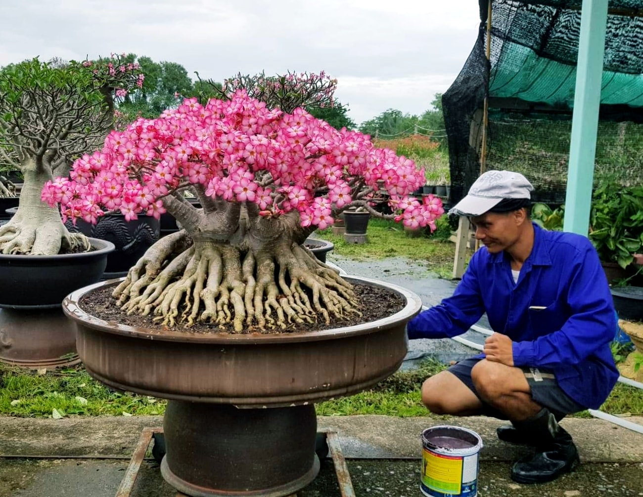วันนี้งานทาสีกระถาง..😁.. สวัสดีทักทาย... - NSD Adenium Farm | Facebook