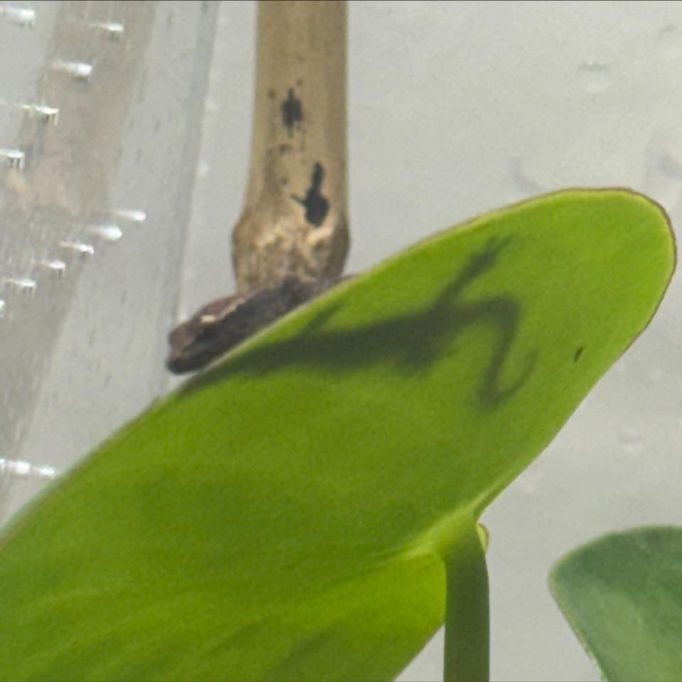Mourning Geckos of Facebook | Looking to see what other people are ...