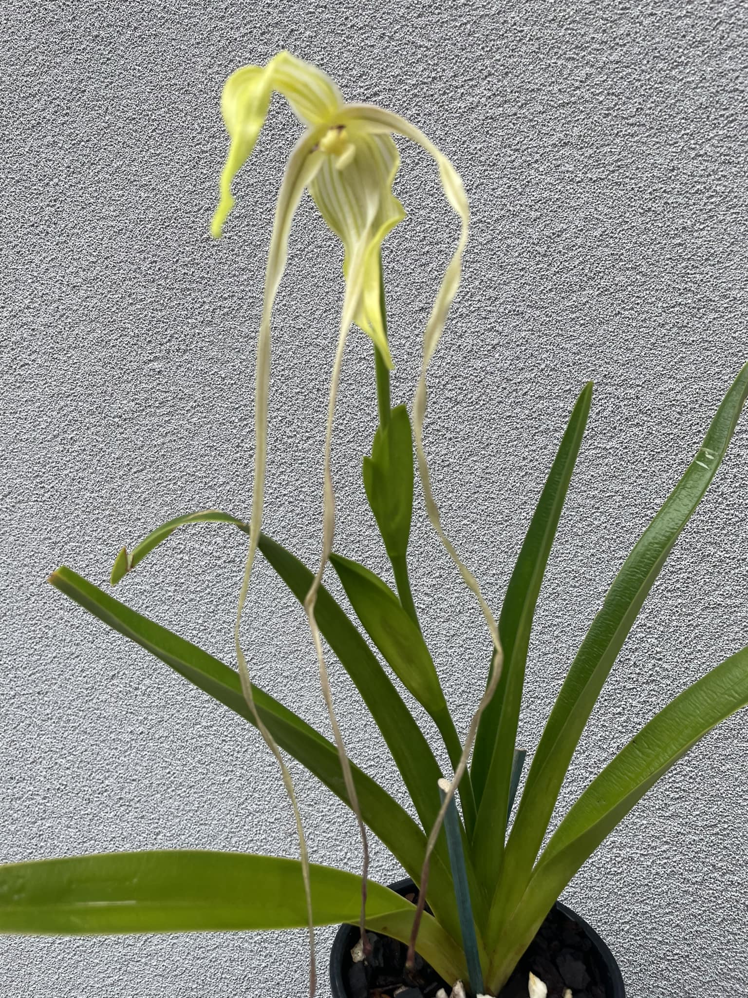 Phragmipedium lindenii, the shoeless phrag.